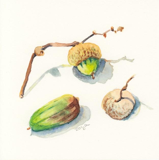 Watercolour painting of acorns